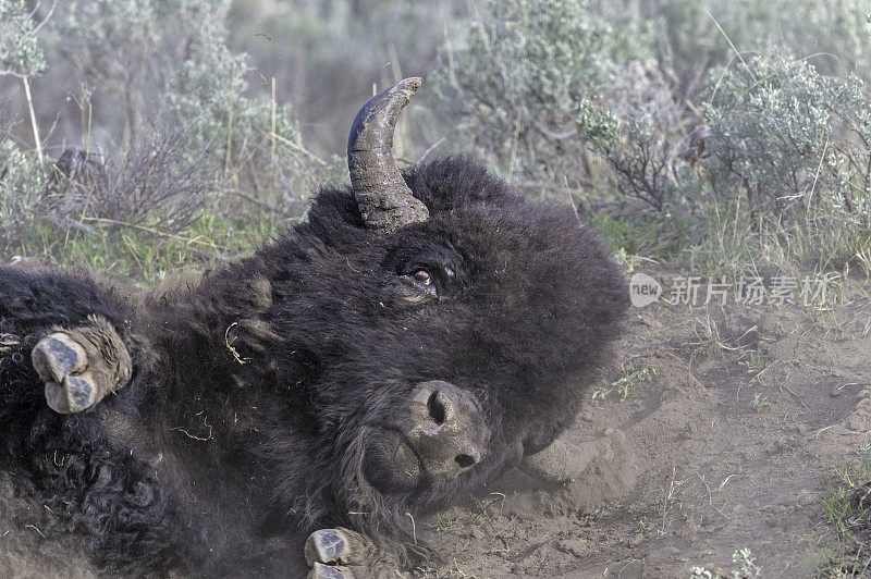 美国野牛(bison bison)，也被称为美国水牛，在怀俄明州的黄石国家公园大量发现。在泥土中滚来滚去，形成一个灰尘浴。